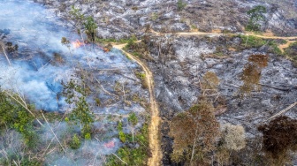 Jejak Tebangan Kayu Hangus Terbakar Ditemukan di Lokasi Karhutla Jambi