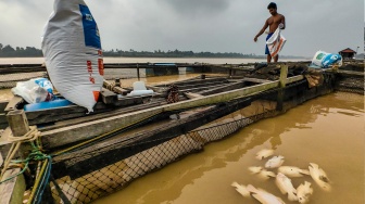 Petani memberi pakan ikan di dalam keramba apung Sungai Batanghari, Pematang Jering, Muaro Jambi, Jambi, Kamis (20/8/2026). [ANTARA FOTO/Wahdi Septiawan/agr]
