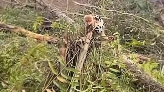 Viral Kuskus Waigeo di Atas Pohon Tumbang: Saat Hutan Habitat Satwa Endemik Papua Menyusut