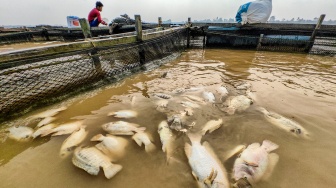Sungai Batanghari Terdampak Kemarau, Ribuan Ton Ikan Keramba Mati