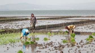 Surut Saat Kemarau, Waduk Gajah Mungkur Disulap Jadi Ladang Padi