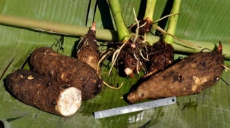 Kimpul Mendadak Viral, Benarkah Umbi Lokal Ini Lebih Sehat dari Nasi?
