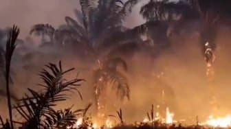 Kalimantan Belum Selesai, Karhutla Kini Kepung Papua Tengah: Api Makin Meluas