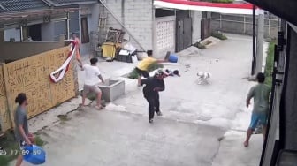 Geger Anak 9 Tahun Diserang Anjing Pitbull di Bandung hingga Luka Parah