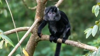 Mengapa Satwa Endemik Indonesia Tak Bernasib seperti Panda China?