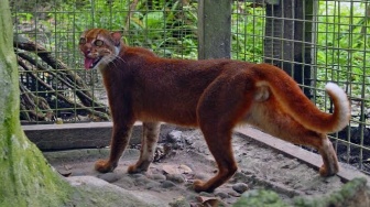 Kucing Merah di Ujung Tanduk: Hutan Kalimantan Terus Kehilangan Penghuninya
