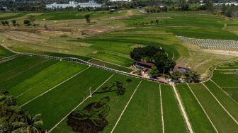 Foto udara karya seni pari corek bergambar Sang Buddha karya seniman Sidik Gunawan di area persawahan Dusun Sidorejo, Bergas Lor, Kabupaten Semarang, Jawa Tengah, Selasa (25/8/2026). [ANTARA FOTO/Aprillio Akbar/kye]
