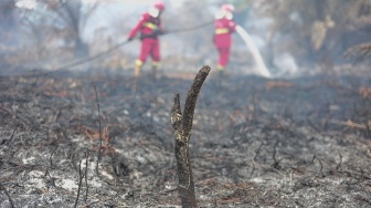 Petugas Manggala Agni Daops Bukit Tempurung memadamkan kebakaran hutan dan lahan (karhutla) di lahan gambut Desa Pandan Sejahtera, Tanjung Jabung Timur, Jambi, Selasa (25/8/2026). [ANTARA FOTO/Wahdi Septiawan/YU]