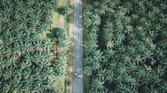 Karhutla Membara, Saham Sawit Melonjak: Kebetulan atau Pertanda?