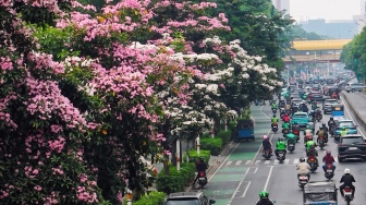 Rahasia di Balik Tabebuya Jakarta yang Mekar Saat Cuaca Terik