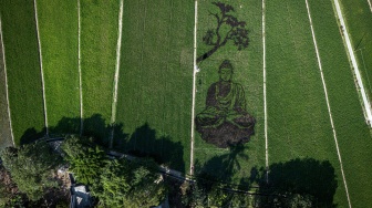 Foto udara karya seni pari corek bergambar Sang Buddha karya seniman Sidik Gunawan di area persawahan Dusun Sidorejo, Bergas Lor, Kabupaten Semarang, Jawa Tengah, Selasa (25/8/2026). [ANTARA FOTO/Aprillio Akbar/kye]
