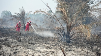 Petugas Manggala Agni Daops Bukit Tempurung memadamkan kebakaran hutan dan lahan (karhutla) di lahan gambut Desa Pandan Sejahtera, Tanjung Jabung Timur, Jambi, Selasa (25/8/2026). [ANTARA FOTO/Wahdi Septiawan/YU]