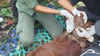 Antisipasi Dampak Kemarau, Kemenhut Evakuasi Tiga Orangutan dari Permukiman Ketapang