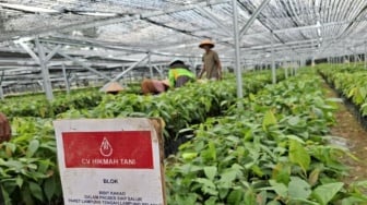 Gebrakan Rp350 Miliar Mentan Amran untuk Hijaukan Lampung