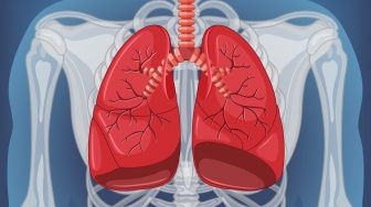 6 Sistem Pernapasan Manusia Organ dan Cara Kerjanya