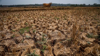 1.354 Hektare Sawah Bekasi Dilanda Kekeringan