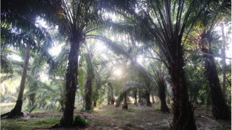 Saatnya Aliansi Sawit Melindungi Petani Swadaya, Bukan Cuma Korporasi