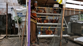 Dari Menganggur hingga Panen Telur, Amat Rasakan Manfaat Program Ayam Petelur PTBA