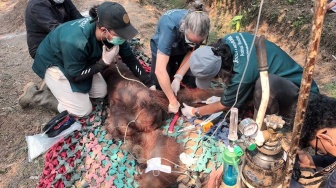 Orang Utan Kalimantan Ditemukan Lemah Akibat Asap Karhutla Akhirnya Mati