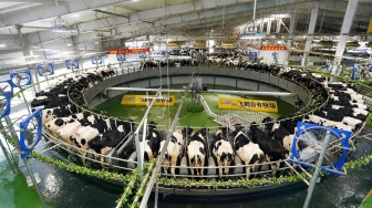 Dari Sapi hingga Jadi Susu Formula, Begini Pentingnya Transparansi Produk Nutrisi Anak