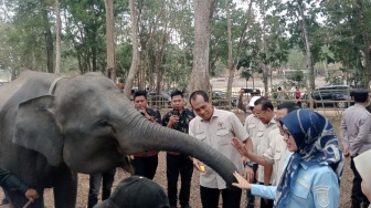 Cegah Konflik dengan Manusia, Komite Gabungan Usul Halau Gajah TNWK Pakai Dengungan Lebah