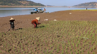 Waduk Bili-Bili Mengering, Petani Sulap Lahan Genangan Jadi Sawah