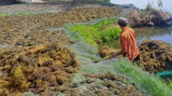 Dari Laut Sulawesi untuk Dunia: Perjalanan Rumput Laut Indonesia Menuju Material Masa Depan