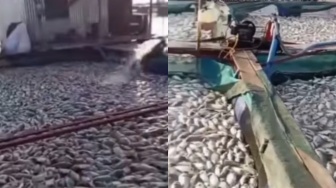 Ikan Keramba Mati Mendadak dan Mengapung di Danau Ranau, Apa yang Terjadi?