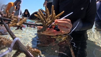 Menjaga Keindahan Laut Labuan Bajo, Ketika Terumbu Karang Jadi Harapan Masyarakat Pulau Messah