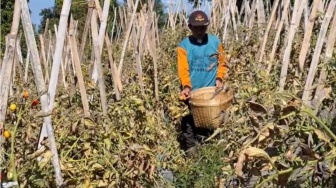 Lahan Kering, Harga Ambruk: Nestapa Dua Arah Petani Sayur Magetan