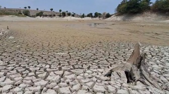 Kering karena Kemarau Panjang: Dasar Waduk di Ngawi Disulap Jadi Ladang