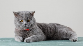 150 Nama Kucing Jantan Pembawa Rezeki dan Keberuntungan, Majikan Anabul Auto Hoki!