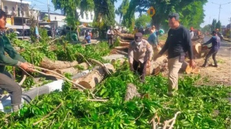 Diterjang Angin Kencang, Pohon Raksasa Tumbang Tutup Total Jalur Sidoarjo-Surabaya di Gedangan