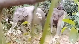 Cara PHE NSO Kembalikan Jalan Pulang Gajah Lewat Restorasi Lahan Kritis