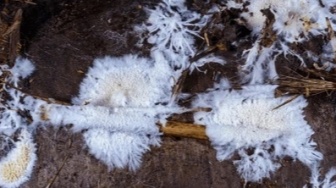 Mengurangi Limbah Styrofoam dengan Jamur, Bisakah Mushfoam Jadi Alternatif Kemasan?