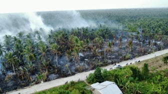 Kebakaran Landa Kebun Kelapa di Indragiri Hilir, Diduga Akibat Gambut Mengering