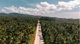 Minyak Sawit Lebih Efisien, Tapi Hutan Bukan Harga yang Boleh Dikorbankan