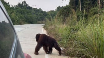 'Seperti Batang Kayu', Orang Utan Kerap Muncul di Jalan Poros Kutai Timur