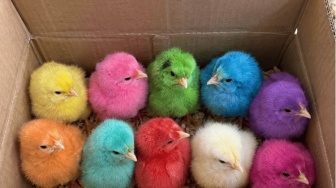 Di Balik Lucunya Anak Ayam Warna-warni: Nyawa Rentan yang Dijadikan Mainan Murah