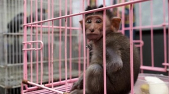 Koper Penumpang Pesawat Tujuan Makassar Berisi Anak Kera Ekor Panjang