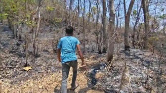 Petaka Cari Kayu Bakar: Nenek di Ponorogo Tewas Terjebak Kobaran Api di Lahan Jati