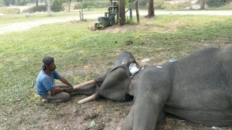 Gajah di PLG Minas Mati, Sempat Berjuang Melawan Sakit