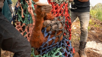 Anggota tim medis Yayasan Inisiasi Alam Rehabilitasi Indonesia (YIARI) mengevakuasi induk orangutan yang terjebak di area perkebunan kelapa sawit, Desa Pelang, Kecamatan Matan Hilir Selatan, Kabupaten Ketapang, Kalimantan Barat, Jumat (18/9/2026). [ANTARA FOTO/HO/YIARI/Heribertus Suciadi/jhw/YU]
