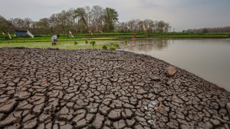 Petani menanam padi di area genangan Waduk Saradan, Madiun, Jawa Timur, Sabtu (19/9/2026). [ANTARA FOTO/Muhammad Mada/YU]