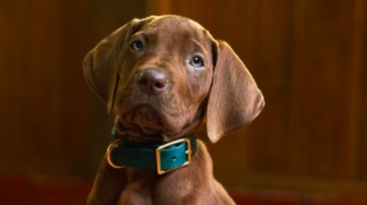 Selesai Syuting, Serial Live Action Scooby-Doo Siap Tayang 2027 di Netflix!
