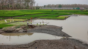 Debit Air Menyusut, Waduk Saradan Disulap Jadi Lahan Padi