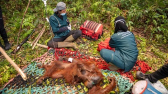 Anggota tim medis Yayasan Inisiasi Alam Rehabilitasi Indonesia (YIARI) memeriksa induk dan anak orangutan yang terjebak di area perkebunan kelapa sawit di Desa Pelang, Kecamatan Matan Hilir Selatan, Kabupaten Ketapang, Kalimantan Barat, Jumat (18/9/2026). [ANTARA FOTO/HO/YIARI/Heribertus Suciadi/jhw/YU]