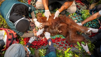 Terjebak Karhutla, Induk dan Anak Orangutan Diselamatkan