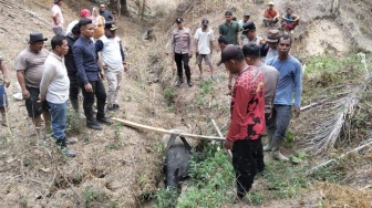 Geger Tapir Masuk Kebun Sawit di Mesuji, Mantan Bupati Khamamik Turun Gunung Evakuasi