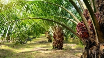 Ketika Sawit Meluas, Akankah Hutan Bertahan untuk Generasi Mendatang?